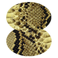3.5in Python Skin - Natural Oval Insert for Belt Buckles Pkg/2