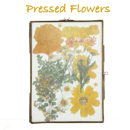 Glass Frame for framing pressed flowers or found objects, Flat, 5" x 7", pack of 2