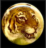 38mm Bengal Tiger Cameo, Vintage Limoges Cabochon, round acrylic, pack of 2